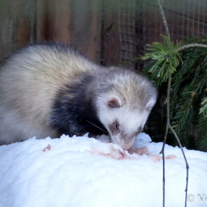Sesku meitene Esmeralda meklē ko ēdamu sniegā.